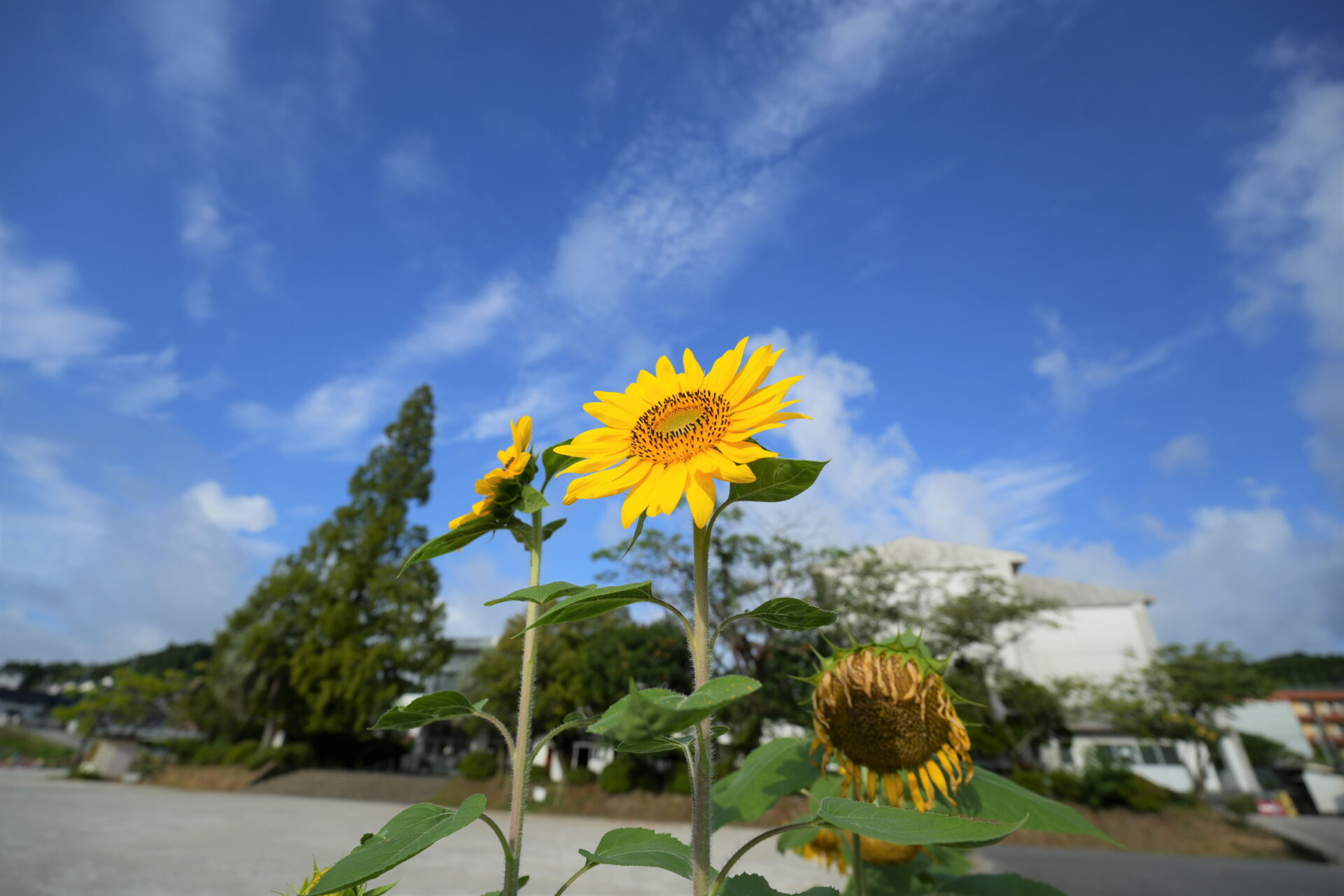 APEXRENTALSでレンタルしたFE PZ 16-35mm F4 Gで撮影した写真（ひまわりと青空）