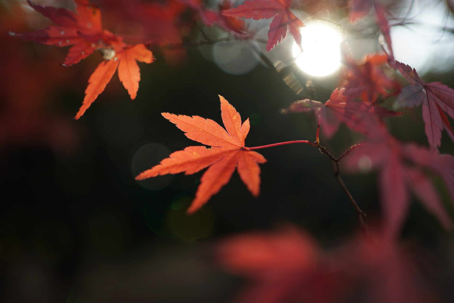 FE 35mm F1.8(SEL35F18F)で紅葉を撮影した作例